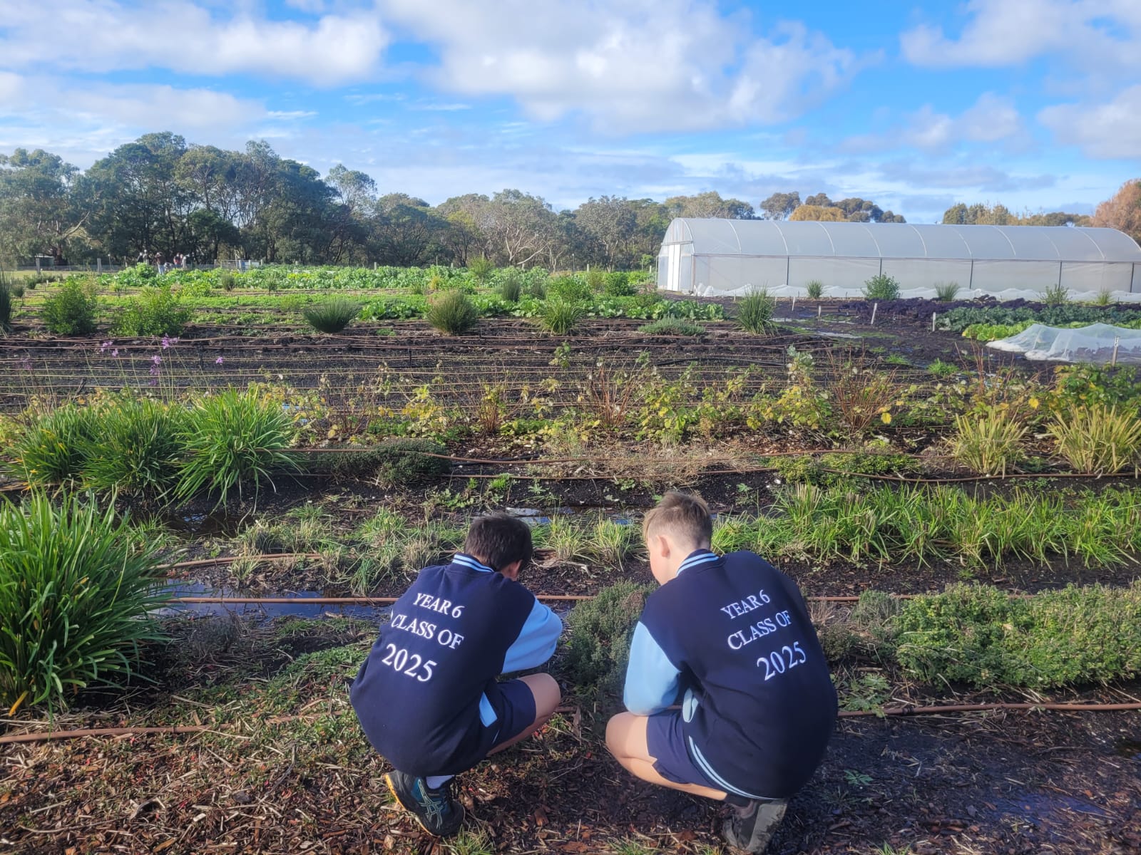 Students harvesting vegetables in the school garden