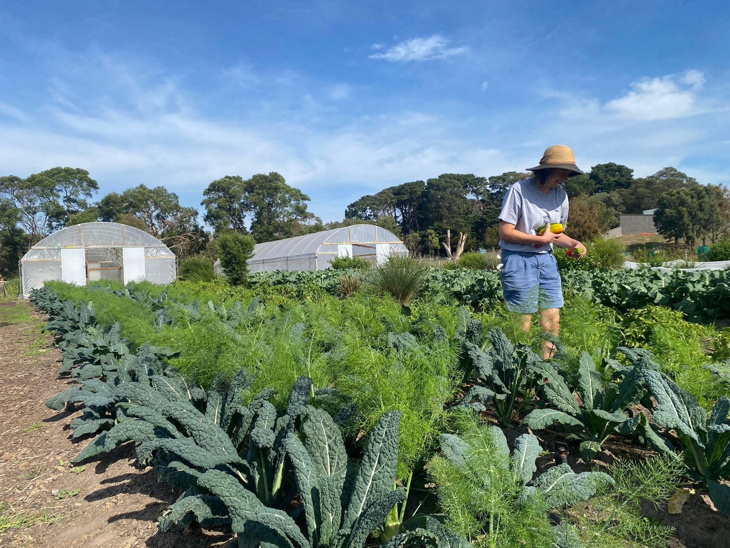 Harvest Fresh Produce Farm My School Bellarine