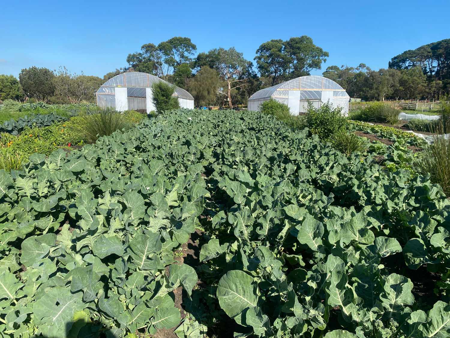 Farm My School Healthy Soil Veggie Box