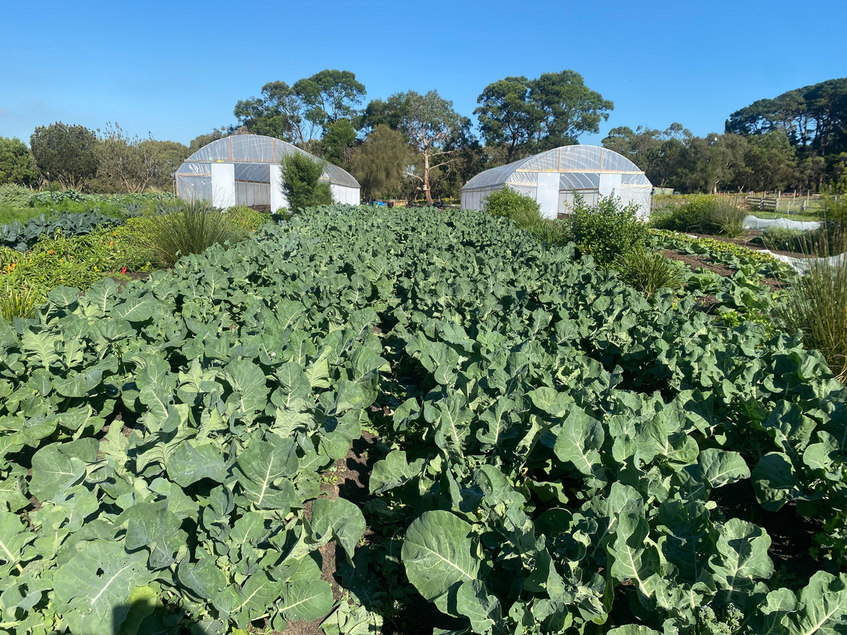 Farm My School Bellarine Two Polytunnels