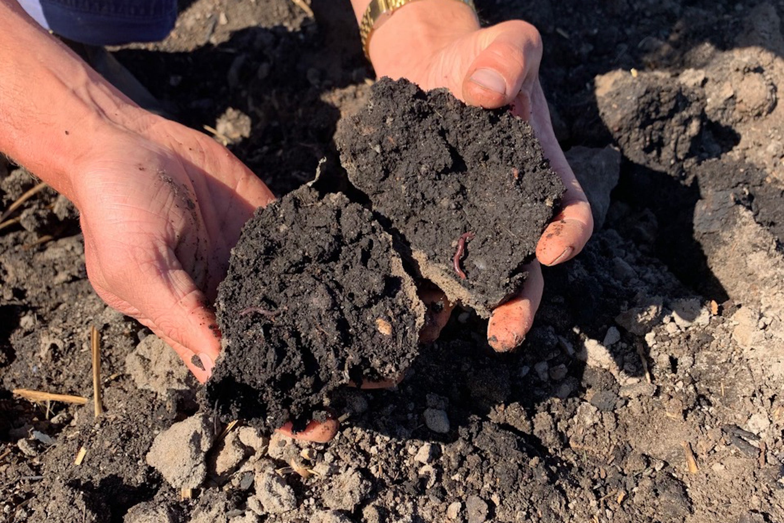 The Classroom Garden: Real-World Learning That Grows Beyond the Curriculum