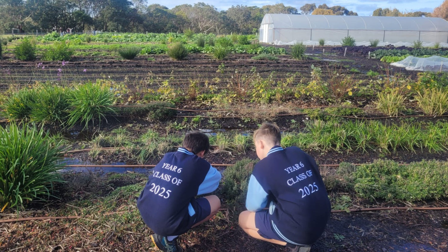 Farm My School student harvesting a carrot for the first time, capturing the joy and connection of garden-to-gratitude learning.