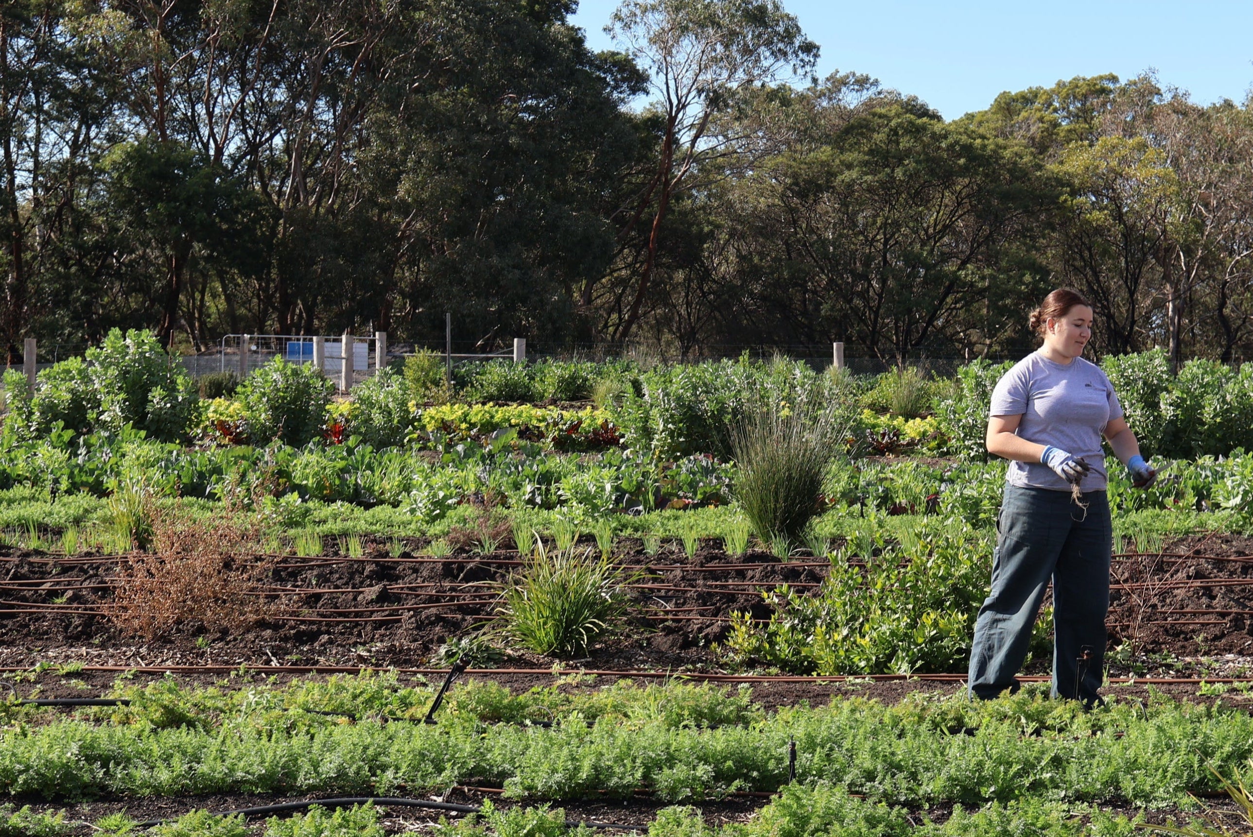 Charlee working on the farm