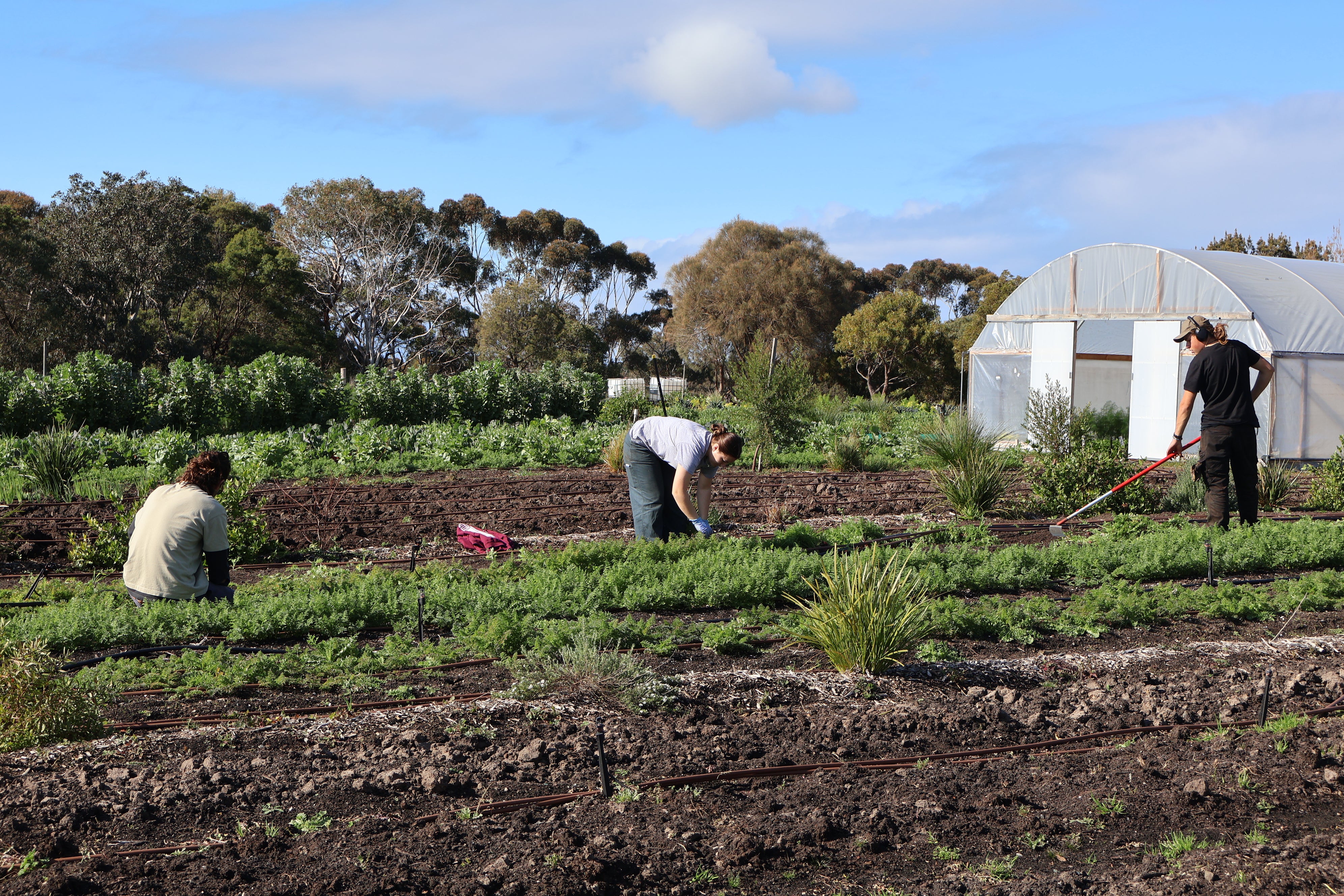 Farm My School team harvesting carrots