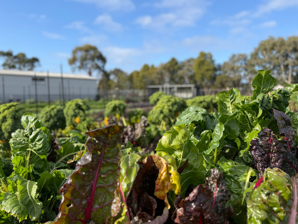 Farm My School Colac Produce Thriving