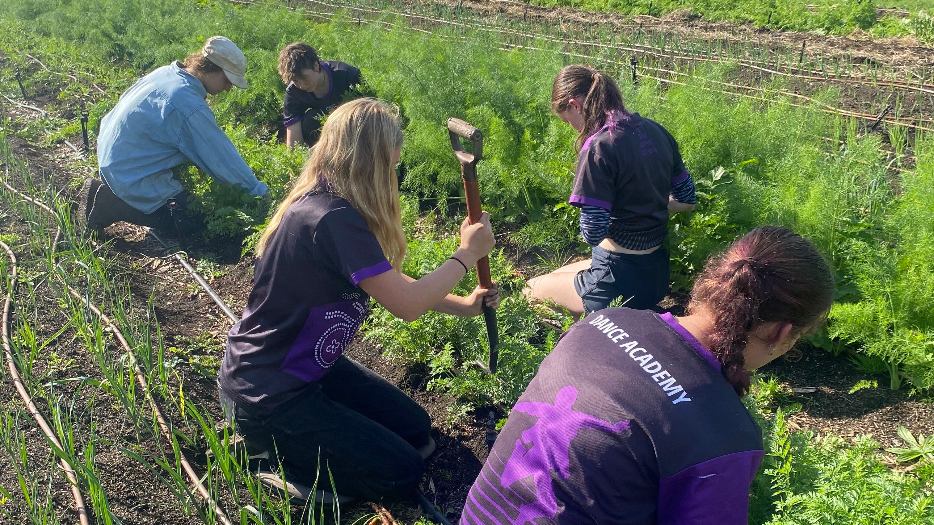 Farm My School Elective students harvesting carrots in Colac