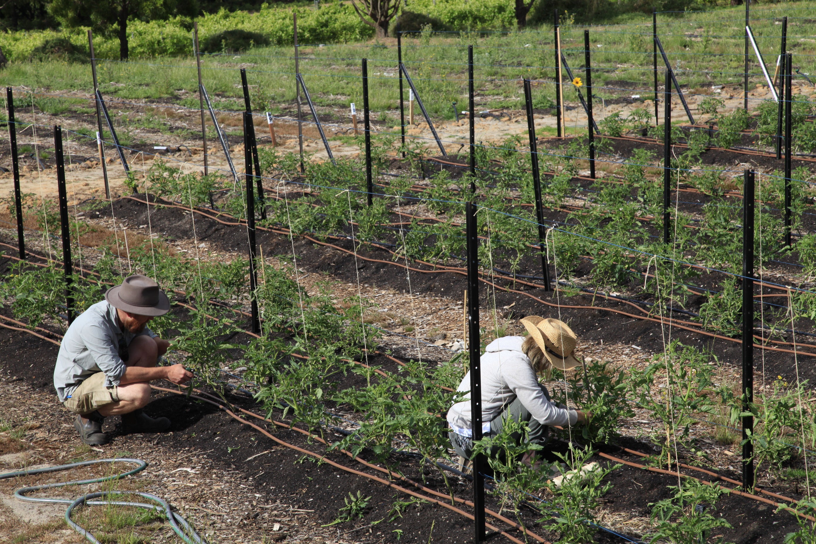 Farm My School team members working together in a school farm, reflecting the not-for-profit’s mission to connect education, community, and sustainable food systems.