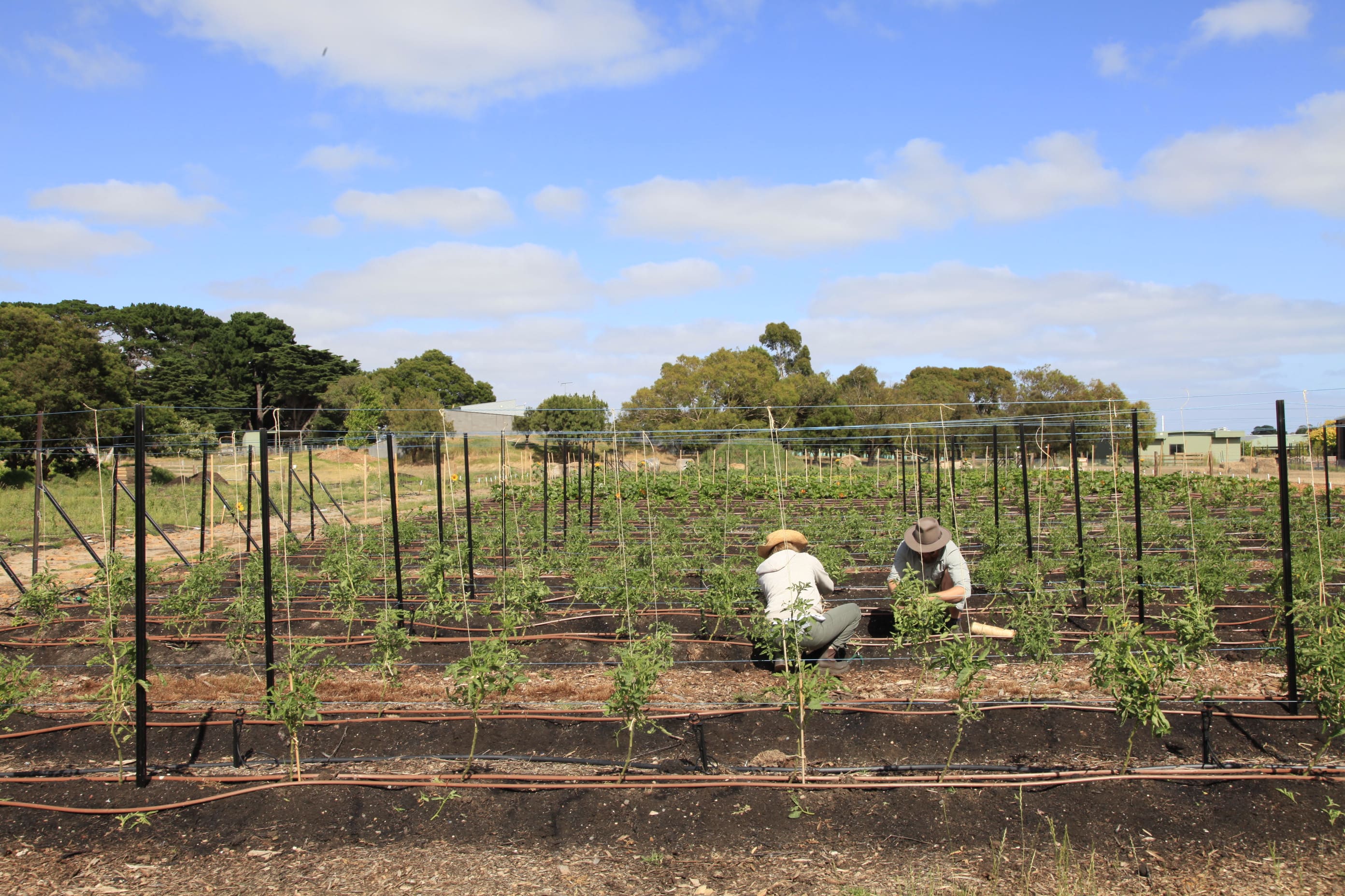 Farmers tending young vegetable crops at the school farm with trellises and irrigation system