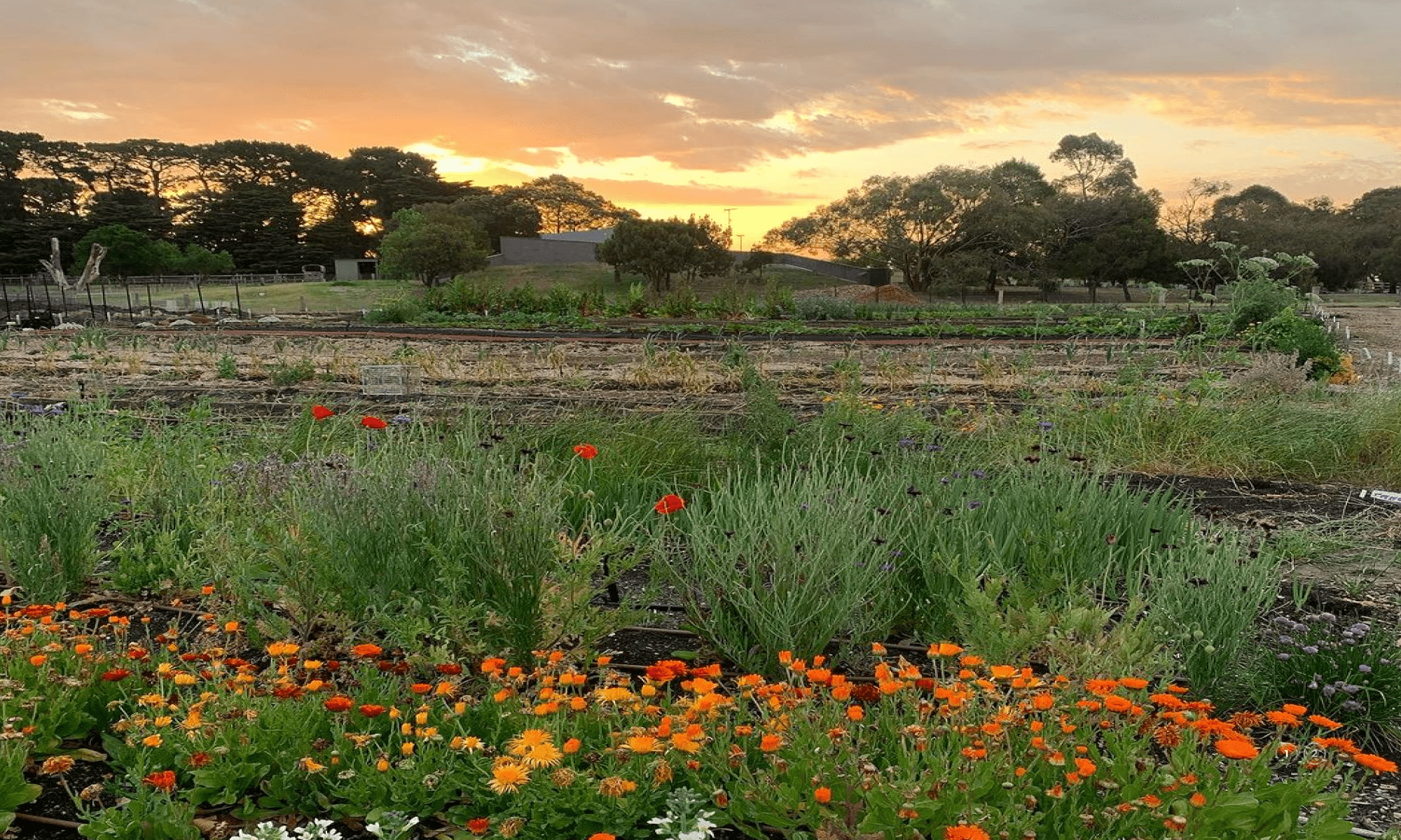 After transformation of Bellarine Secondary College land into a thriving Farm My School regenerative school farm