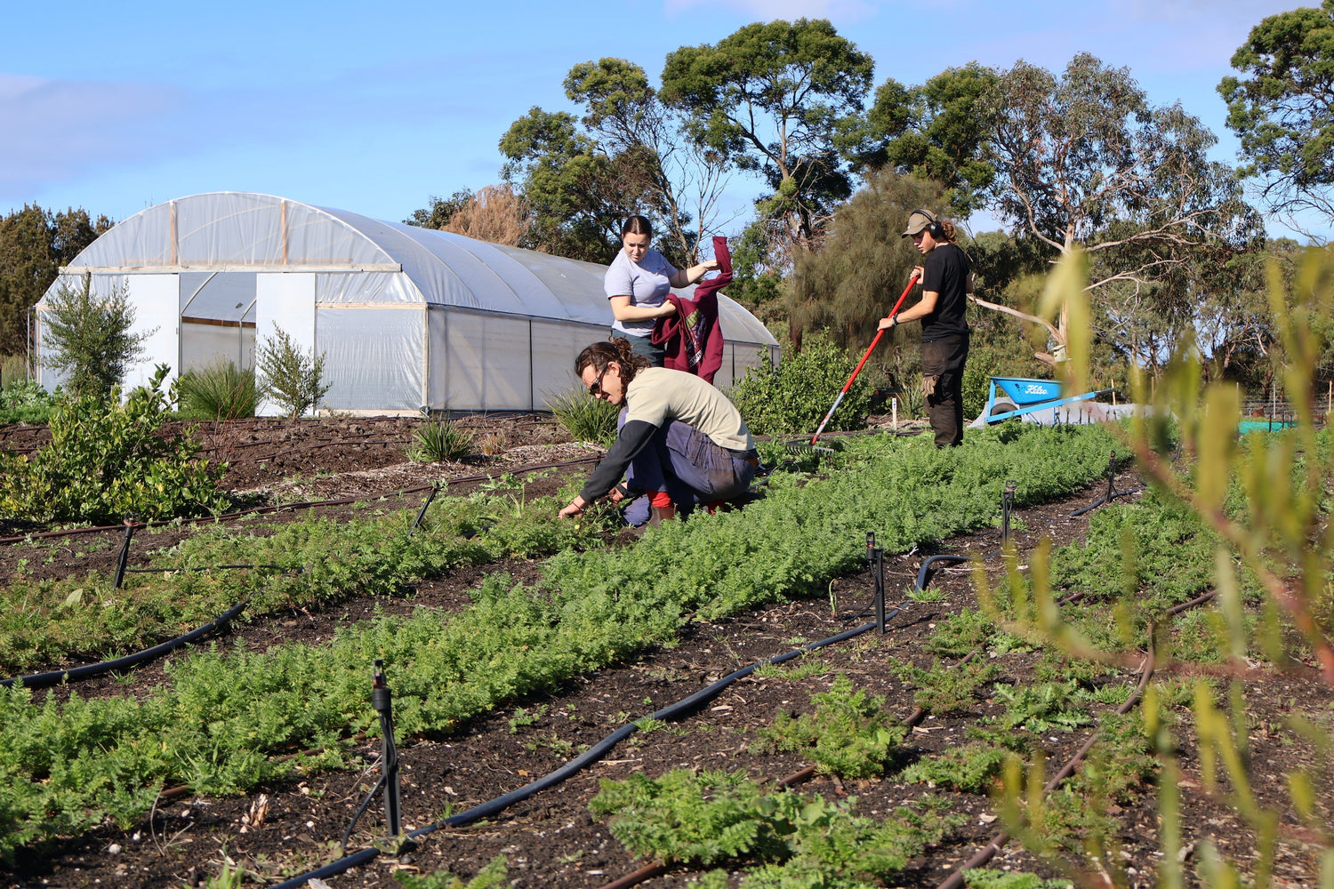 Farm My School: What it Takes to Build a School Farm Community