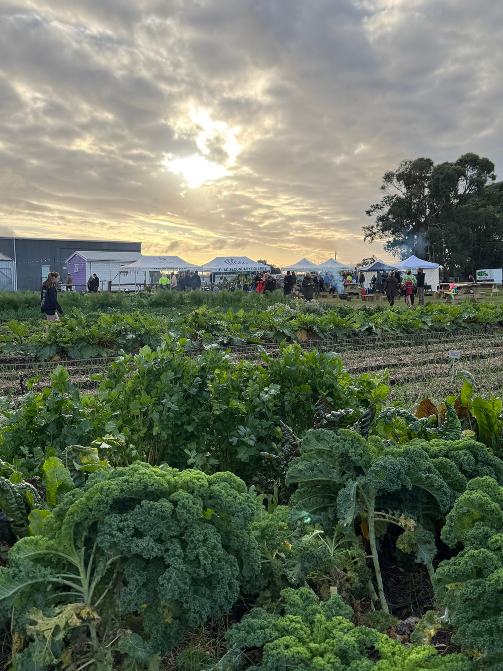 The Build That Grew: Six Months on Farm My School Colac