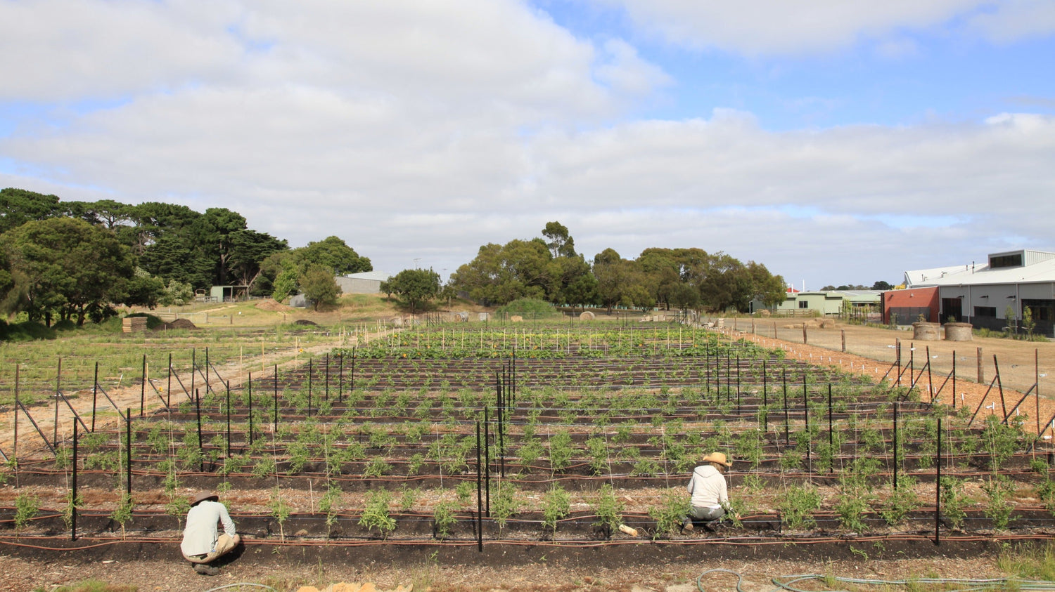 Scaling to Colac: A Replicable Model for Food & Education