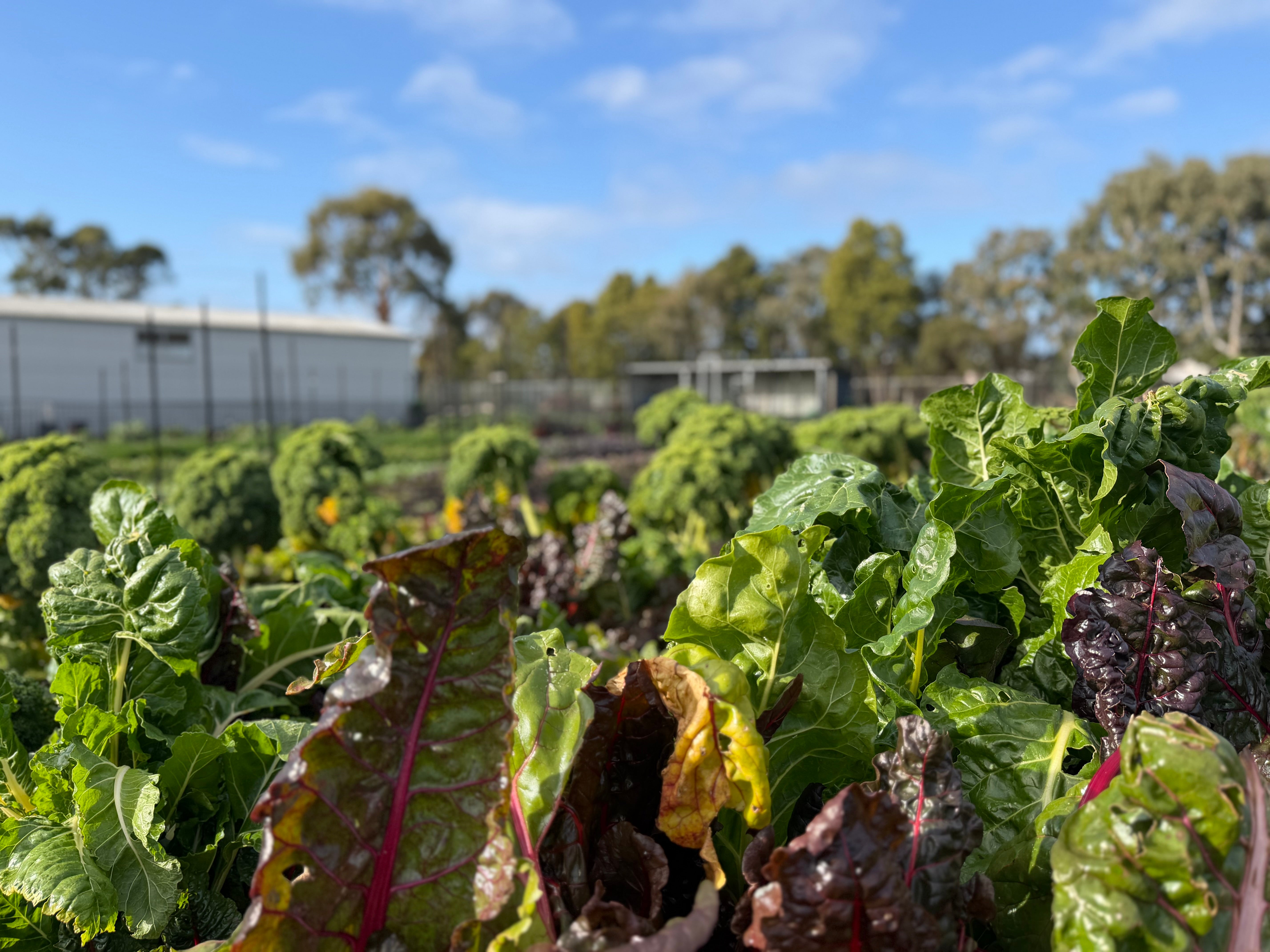 Farm My School Colac Produce Thriving