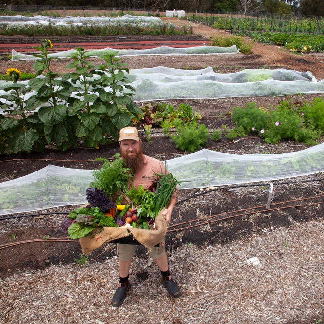 Farm My School | Veggie Boxes