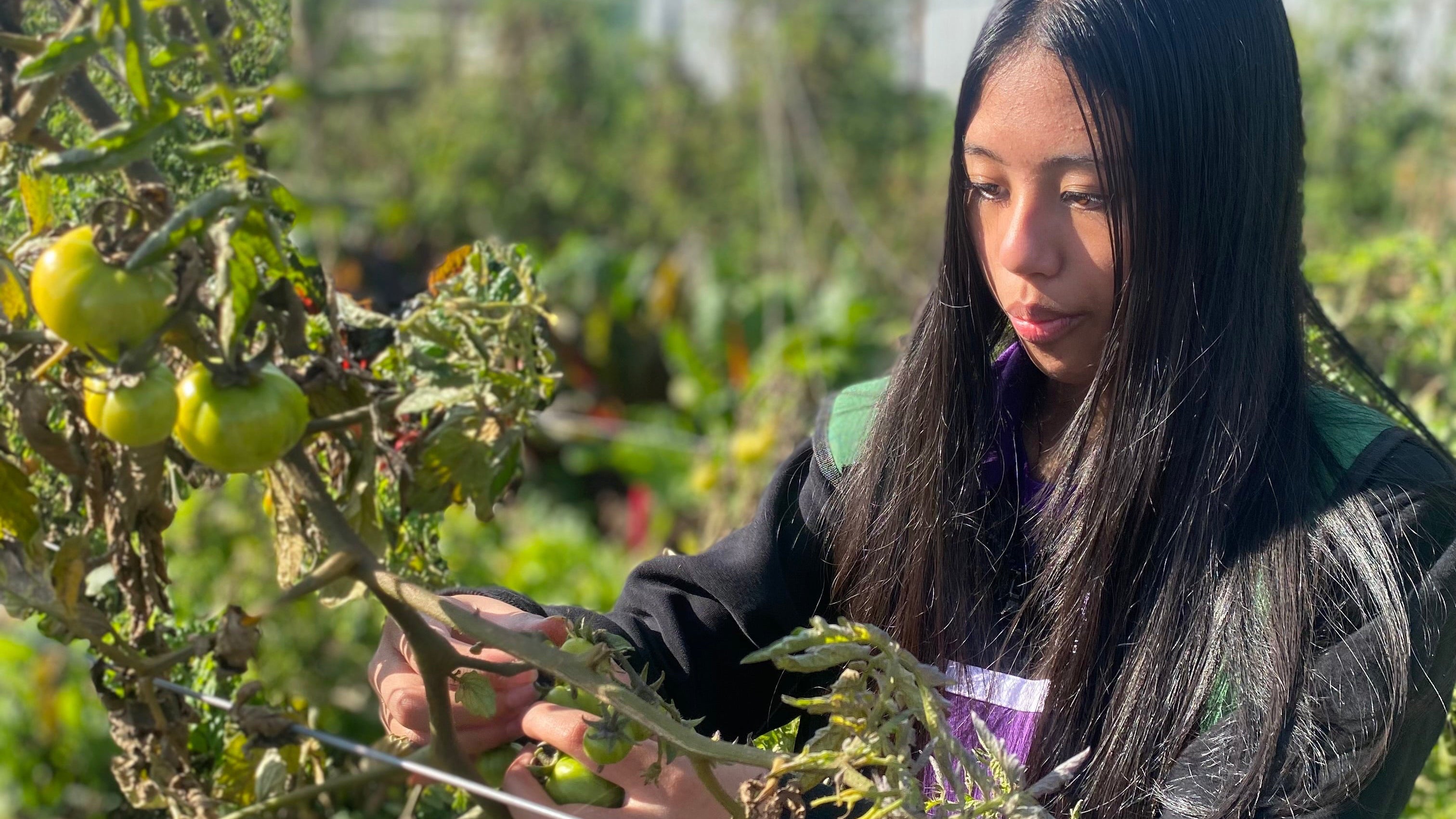 Farm My School elective student harvesting produce